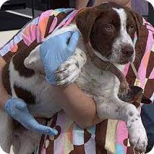 Beautiful healthy french bulldog puppies available to outstanding homes. French Bulldog Puppies Janesville Wi Pets Lovers