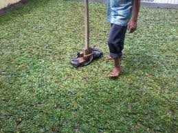 Check spelling or type a new query. Cara Menanam Dan Merawat Rumput Gajah Mini Beserta Harga Rumput Gajah Mini Di Tingkat Petani Tahun 2021 Rumput Taman Malang