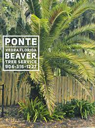 Beaver Tree Service And Stump Grinding Local Family Owned And Operated Licensed And Insured Commercial Or Re Tree Service Ponte Vedra Florida Tree Pruning