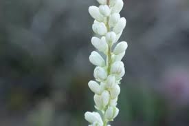 Image result for Polygala transvaalensis