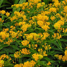 Image result for Asclepias aurea