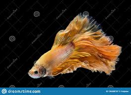 This gallery of photos features different colors. Yellow Gold Betta Fish Siamese Fighting Fish Stock Image Image Of Action Moving 156288157