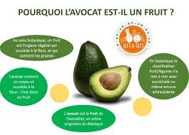 Le noyau d'avocat est très riche en flavonols, des antioxydants qui aident à lutter. L Avocat Est Ce Un Fruit Ou Un Legume Decouvrons Le