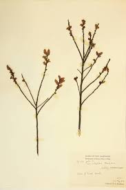 Image result for Myricaceae