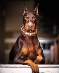 There is no documented record of the longest living doberman pinscher, but some owners claim to have dobermans live into their early 20s. Dobborman Doberman Wolf Dog Dobermann Wallpaper