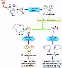 A possible explanation for these apparently discrepant findings could be related to the maturation stage of. L Immunite Adaptative Ou Acquise Est Une Immunite Qcm N 398