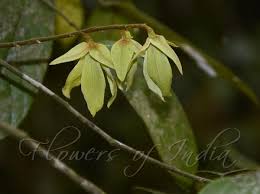 Image result for Friesodielsia