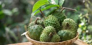 Ieškokite perspėjimų, susijusių su šiuo produktu. Menakjubkan Bukan Sahaja Buah Durian Belanda Berkhasiat Malah Daunnya Juga Dapat Rawat Penyakit Kronik
