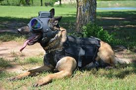 trident k9 tactical helmet for working dogs by k9helmets tactical dog gear working dogs dog armor