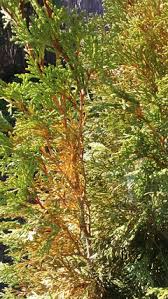 Image result for thuja drying out dead dried symptoms)