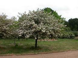 Maybe you would like to learn more about one of these? Winter Hill Tree Farm Crabapple Bechtel Malus Ioensis Plena