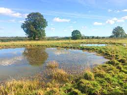 The cottages at woodland pond offers the best in convenience and amenities in a community. Pond Creation Boosts Biodiversity And Rare Species In Agricultural Landscapes The Freshwater Blog