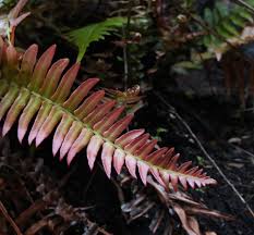 Image result for Blechnum punctulatum
