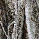 Image result for Ficus sansibarica