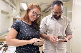 Chicago's Chipmunks Are Evolving in Front of Our Eyes, and That's Not a Good  Thing, Researchers Say | Chicago News | WTTW