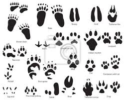 Sie müssen kein experte sein, um tierspuren in ihrem garten richtig zu deuten. Tierspuren Leinwandbilder Bilder Richtig Hund Paw Myloview De