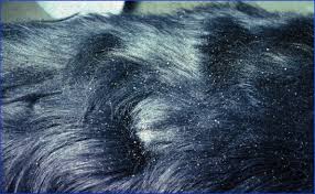 Image result for what do Cheyletiella look like in dog fur