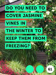 Learn Do You Need To Cover Jasmine Vines In The Winter To Keep Them From Freezing How To Guides Tips And Tricks Jasmine Vine Vines Fragrant Flowers