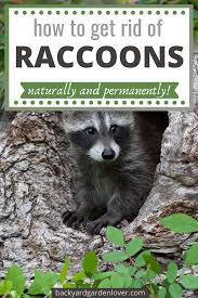 How To Get Rid Of Raccoons From Your Backyard Getting Rid Of Raccoons Raccoon Repellent Pet Raccoon