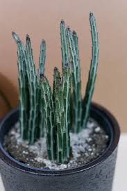 Some apparently large groups are not listed here because they are infested with spam messages and contain little if any genuine cactus and succulent content. Senecio Stapeliiformis The Easy Care Asparagus Succulent