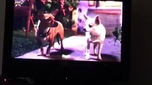 Directed by alex zamm, and starring george lopez, odette yustman and zachary gordon, the film focuses on papi and chloe, now married, and their five puppies. Beverly Hills Chihuahuas 2 Video Dailymotion