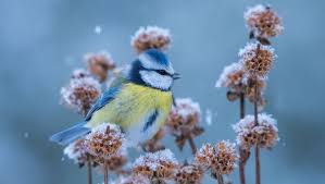 Wann genau der erste schnee fällt ist schwer vorherzusagen und ist von jahr zu jahr sehr unterschiedlich. Wetter In Deutschland Wenigstens Weisse Weihnachten Wann Kommt Der Erste Schnee Bunte De