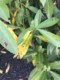 The fungus botryosphaeria causes limb dieback. Cherry Laurels With Thinning And Yellow Leaves 553812 Ask Extension