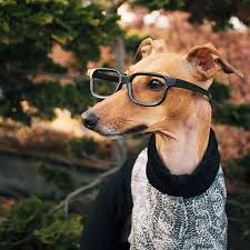 The italian greyhound recipe is a variation of the greyhound recipe. Iggy Joey Fashion Icon Lifestyle Enthusiast Italian Greyhound