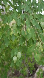 Image result for Spirostachys africana