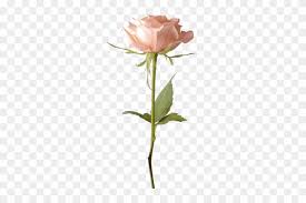 Link = comment and don't need to issue their own resources; Single Pink Rose Png White Flower On Stem Transparent Free Transparent Png Clipart Images Download