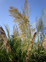 Image result for Arundo