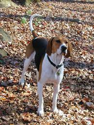 Living room design ideas ukc coonhound classifieds. Pin On Prudence S Blog