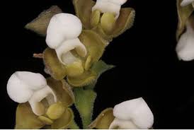 Image result for Polystachya golungensis