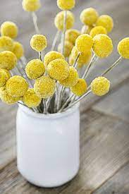 My New Favorite Thing Craspedia Live Laugh Rowe Billy Balls Craspedia Billy Buttons