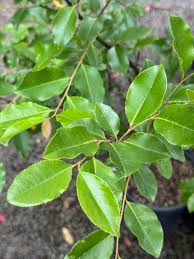 Image result for Prunus serotina