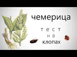 Чемеричная вода поможет от клопов
