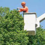 This is a review for a tree services business in decatur, ga 30030: Tree Services In Decatur Tree Services Atlanta Tree Removal In Atlanta Ga Tree Trimming Pruning Savatree