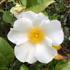 Image result for Gnidia hockii