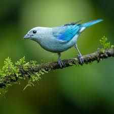 Gray Birds That Look Like Blue Jays Lee Anne On Instagram Good Morning This Is A Blue Gray Tanager From Costa Rica Love Their Soft Colors Bird Photography Bird Bird Pictures