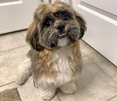 Maybe you would like to learn more about one of these? All The Things You Should Know About The Shih Tzu Mixes K9 Web