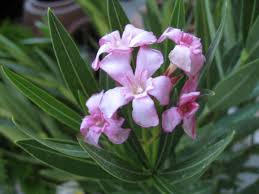 Image result for xylella fastidiosa oleander symptoms