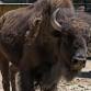 Bison Day at Pueblo Zoo event image