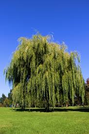 Note that we live in community of cluster homes, with very little space between the houses, yet this old bitty planted these trees about two feet. Buy Weeping Willow Trees Online The Tree Center