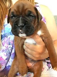 Cash is a very sweet and loving dog. Boxer Puppy For Sale In Indianapolis In Adn 47702 On Puppyfinder Com Gender Female Age 2 Weeks Old Boxer Puppies For Sale Boxer Puppy Puppies