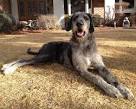 Great Danoodle : Mix of Great Dane and Standard Poodle
