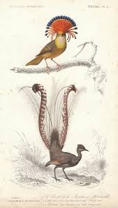 Animal Bird Of Paradise Drawing Antique Original Bird Of Paradise Peacock 1849 Print Charles D Orbigny D Histoire Naturelle Hand Coloured L Vintage Bird Illustration Bird Drawings Bird Prints
