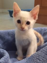 Derived from the wichianmat landrace, one of several varieties of cat native to thailand (formerly known as siam). Adopt Avery The Flamepoint Siamese Mix Kitten From Cats Can Inc In Oviedo Fl