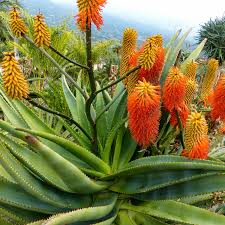 Image result for Aloe ribauensis
