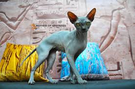 She loves to entertain and delight her humans and will follow. Sphynx Kittens For Sale Sphynx Cat Thailand Worldwide