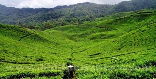 Sedikit dokumentasi trip minggu kemarin.jadi minggu kemarin waktu libur imlek gue sama temen gue gabut mau main kemana, tadinya mau kebandung tapi karna. Desa Wisata Malasari Liburan Di Bogor Yoexplore
